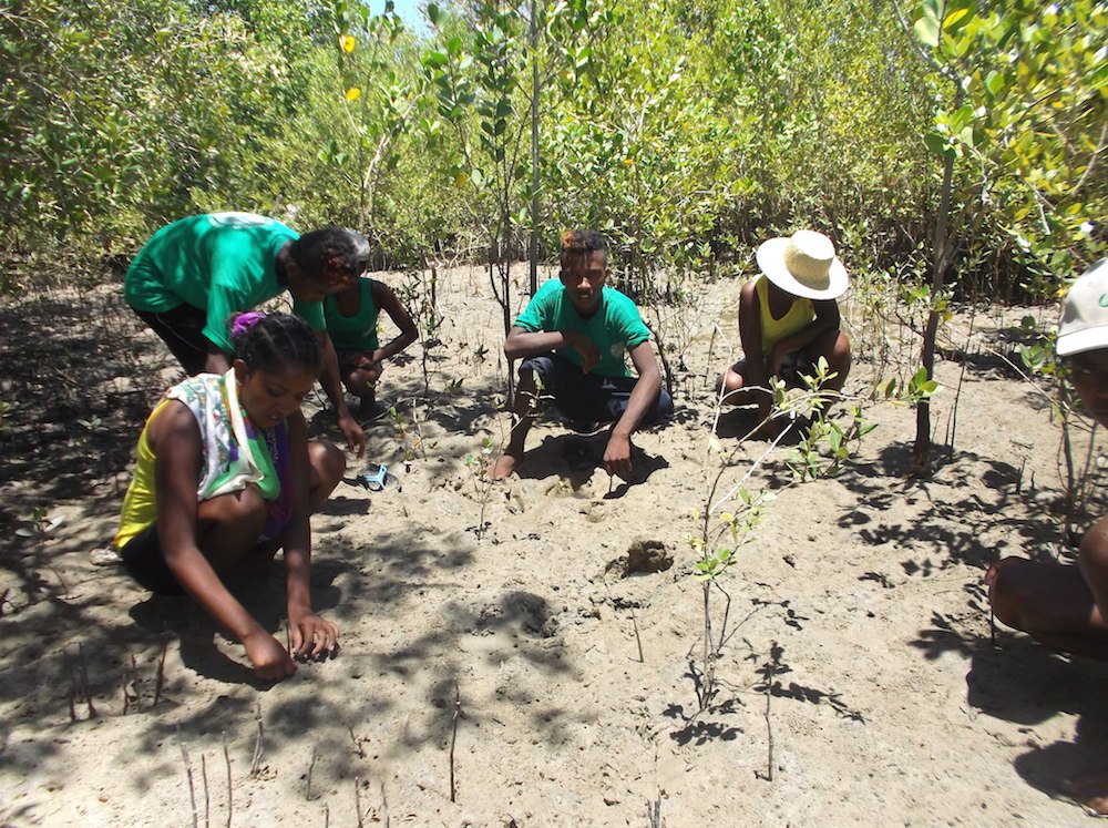 Les élèves du Centre de Formation en Agroforesterie et Écotourisme de Mangily contribuent à la préservation des mangroves du sud-ouest de Madagascar